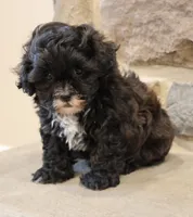 Sam, a male Shihpoo for sale in Lebanon, PA – 7 of 8