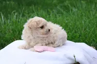 Megan, a female Maltipoo for sale in Lebanon, PA – 3 of 7