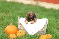 Shawn, a male Shihpoo for sale in Lebanon, PA – 6 of 10