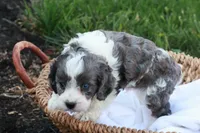 Carlin, a male Cavapoo for sale in Lebanon, PA – 5 of 7