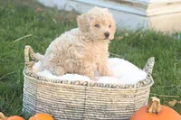 Teddy, a male Poodle - Toy  for sale in Lebanon, PA – 5 of 8
