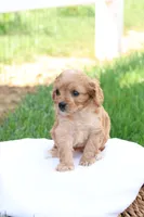 Curtis, a male Cavapoo for sale in Lebanon, PA – 3 of 9