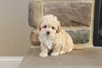 Sarah, a female Shihpoo for sale in Lebanon, PA – 7 of 10