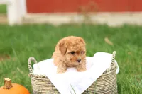 Haven, a female Havapoo for sale in Lebanon, PA – 3 of 10