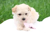 Melody, a female Maltipoo for sale in Lebanon, PA – 2 of 10