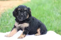 Casey, a female Cavapoo for sale in Lebanon, PA – 9 of 10
