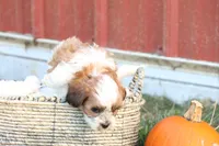 Spencer, a male Shih Tzu and Poodle - Toy  for sale in Lebanon, PA – 3 of 10