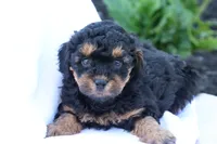 Heidi, a female Havapoo for sale in Lebanon, PA – 6 of 10