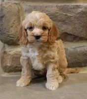 Christina, a female Cockapoo for sale in Lebanon, PA – 5 of 6