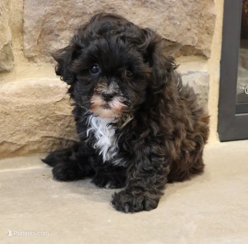 Sam – Shihpoo puppy for sale in Lebanon, PA