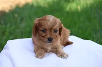 Christa, a female Cavapoo for sale in Lebanon, PA – 4 of 10
