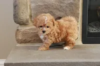 Sabrina, a female Shihpoo for sale in Lebanon, PA – 10 of 10