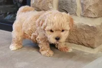 Stephen, a male Shihpoo for sale in Lebanon, PA – 4 of 10