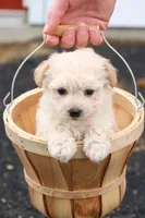 Melody, a female Maltipoo for sale in Lebanon, PA – 7 of 10