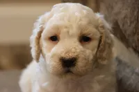 Bentley, a male Bichpoo for sale in Lebanon, PA – 4 of 5