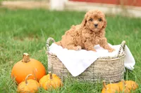 Holly, a female Havapoo for sale in Lebanon, PA – 9 of 10
