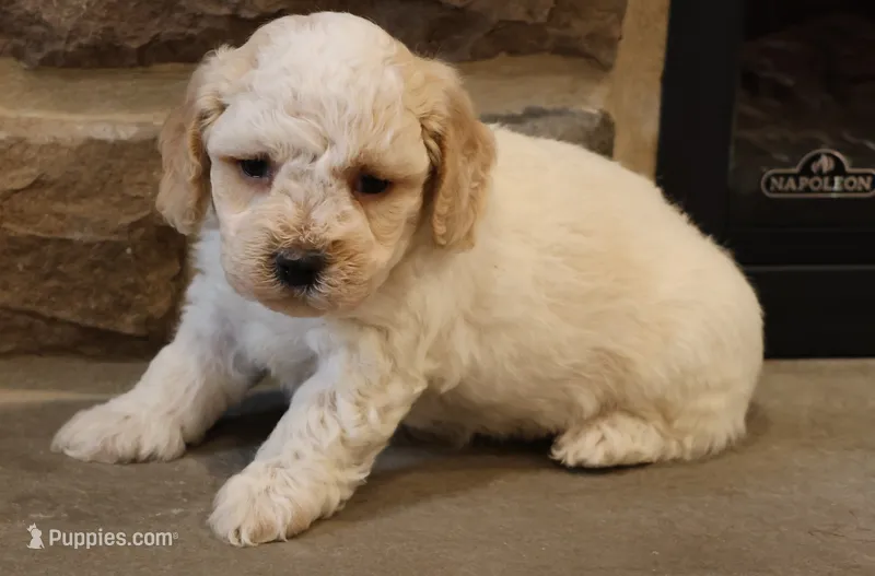 Bob – Bichpoo puppy for sale in Lebanon, PA