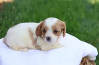 Cody, a male Cavapoo for sale in Lebanon, PA – 4 of 8
