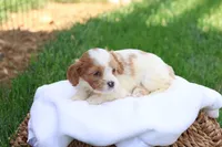 Cody, a male Cavapoo for sale in Lebanon, PA – 7 of 8