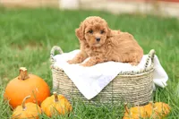 Holly, a female Havapoo for sale in Lebanon, PA – 1 of 10