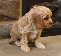 Christina, a female Cockapoo for sale in Lebanon, PA – 2 of 6