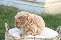Toby, a male Poodle - Toy  for sale in Lebanon, PA – 5 of 9