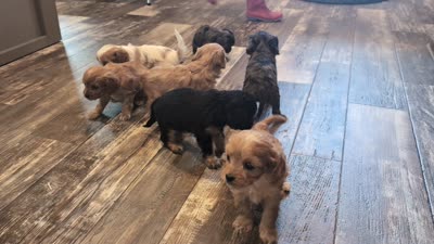 Cheryl, a female Cavapoo for sale in Lebanon, PA – 9 of 9