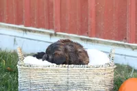 Serenity, a female Shih Tzu and Poodle - Toy  for sale in Lebanon, PA – 2 of 9