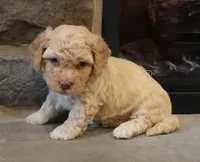 Ben, a male Bichpoo for sale in Lebanon, PA – 4 of 5