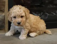 Brent, a male Bichpoo for sale in Lebanon, PA – 3 of 5