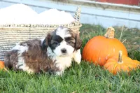 Scott, a male Shih Tzu and Poodle - Toy  for sale in Lebanon, PA – 7 of 9