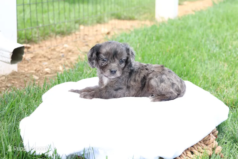 Cheryl – Cavapoo puppy for sale in Lebanon, PA