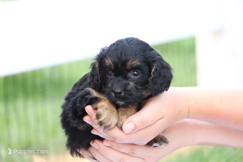 Casey – Cavapoo puppy for sale in Lebanon, PA