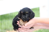 Casey, a female Cavapoo for sale in Lebanon, PA – 1 of 10