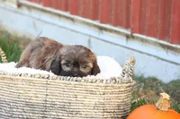 Stan, a male Shih Tzu and Poodle - Toy  for sale in Lebanon, PA – 6 of 9