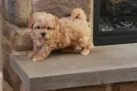 Stephen, a male Shihpoo for sale in Lebanon, PA – 5 of 10