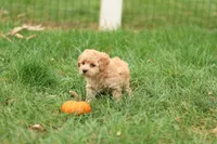 Hank, a male Havapoo for sale in Lebanon, PA – 8 of 8