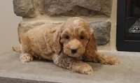 Christa, a female Cockapoo for sale in Lebanon, PA – 2 of 5
