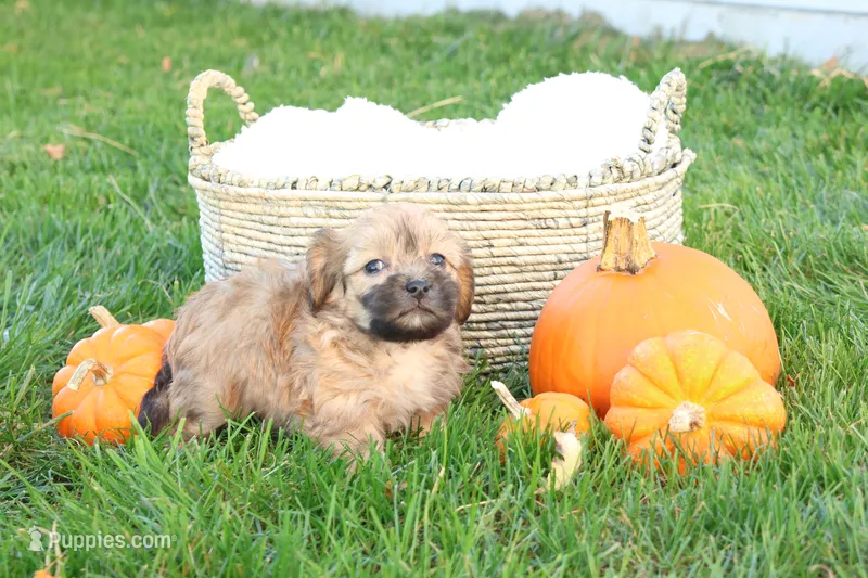 Selena – Shih Tzu, Poodle - Toy  puppy for sale in Lebanon, PA