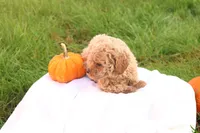 Tasha, a female Poodle - Toy  for sale in Lebanon, PA – 5 of 10