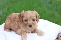 Carl, a male Cavapoo for sale in Lebanon, PA – 7 of 8