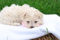 Megan, a female Maltipoo for sale in Lebanon, PA – 4 of 7
