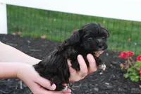 Hudson, a male Havapoo for sale in Lebanon, PA – 7 of 8
