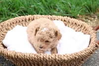 Mel, a male Maltipoo for sale in Lebanon, PA – 4 of 9