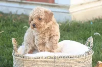 Toby, a male Poodle - Toy  for sale in Lebanon, PA – 8 of 9