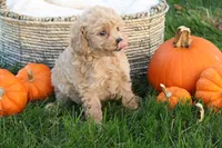 Tory, a female Poodle - Toy  for sale in Lebanon, PA – 3 of 7