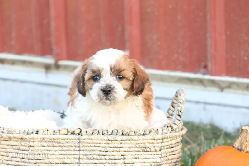 Spencer – Shih Tzu, Poodle - Toy  puppy for sale in Lebanon, PA