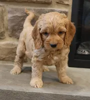 Chris, a male Cockapoo for sale in Lebanon, PA – 2 of 8