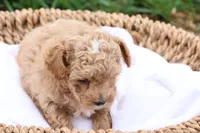 Mel, a male Maltipoo for sale in Lebanon, PA – 7 of 9