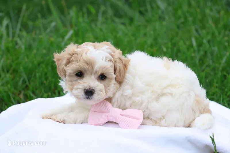 Hannah  (6-10lbs fullgrown) – Havapoo puppy for sale in Lebanon, PA